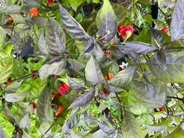 Chile Pepper Plant Seeds, Rare - Image 3