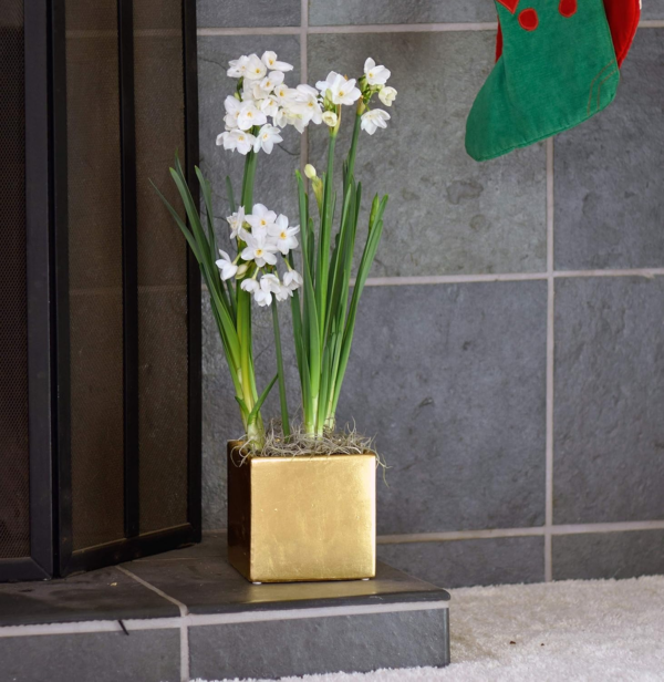 Paperwhite Flower Bulbs (4) Planted in a Gold Square Gift, Fragrant Flower Bulbs for Indoor Forcing Holiday Blooms - Image 2