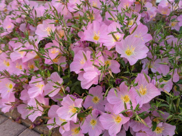 1000 Showy PINK EVENING PRIMROSE (Pink Ladies / Mexican Evening) Oenothera Speciosa Flower Seeds - Image 5