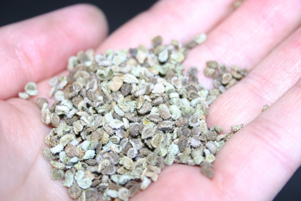 Flower Seeds - Non GMO -Variety Packs -Fresh -USA Grown Seeds - Image 51