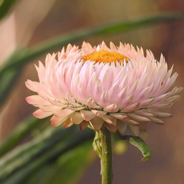 Flower Seeds - Non GMO -Variety Packs -Fresh -USA Grown Seeds - Image 108