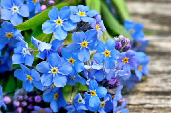 500 Blue FORGET ME NOT Myosotis Sylvatica Shade or Sun Perennial Flower Seeds - Image 6