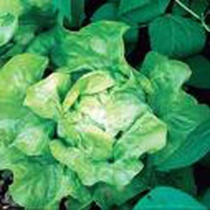 Lettuce Buttercrunch Great Heirloom Vegetable Seeds by  1,500 Seeds