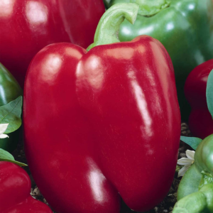 Big Red Sweet Pepper Garden Seeds - 4 Oz - Non-Gmo, Heirloom Vegetable Gardening Seed
