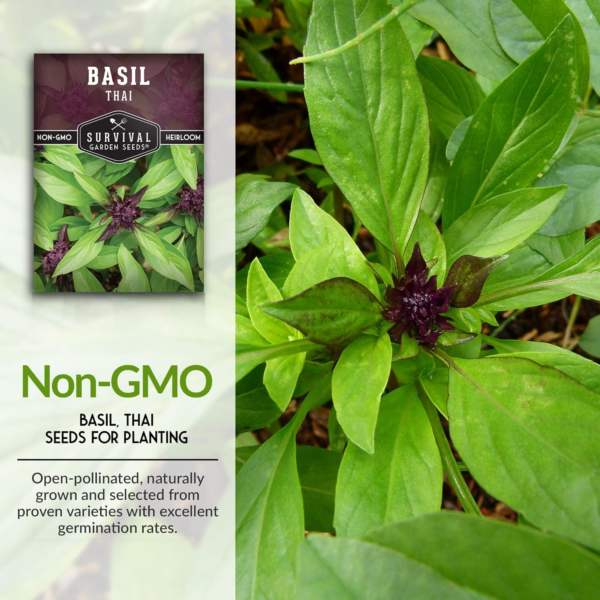 - Thai Basil Seed for Planting - Packet with Instructions to Plant and Grow Asian Basil Indoors or Outdoors in Your Home Vegetable Garden - Non-Gmo Heirloom Variety - 5 Pack - Image 3