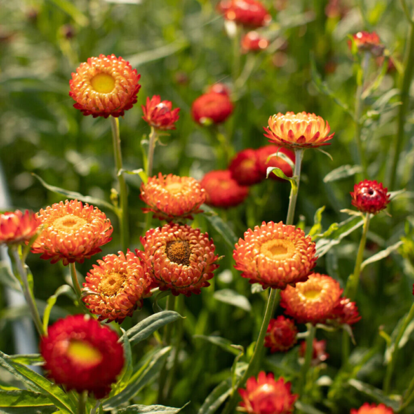 Flower Seeds - Non GMO -Variety Packs -Fresh -USA Grown Seeds - Image 106
