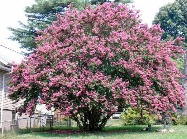 50 Crepe Myrtle/ Crape Myrtle Flower Seed - Image 9