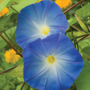 Heavenly Blue Morning Glory Seeds 150 Seeds