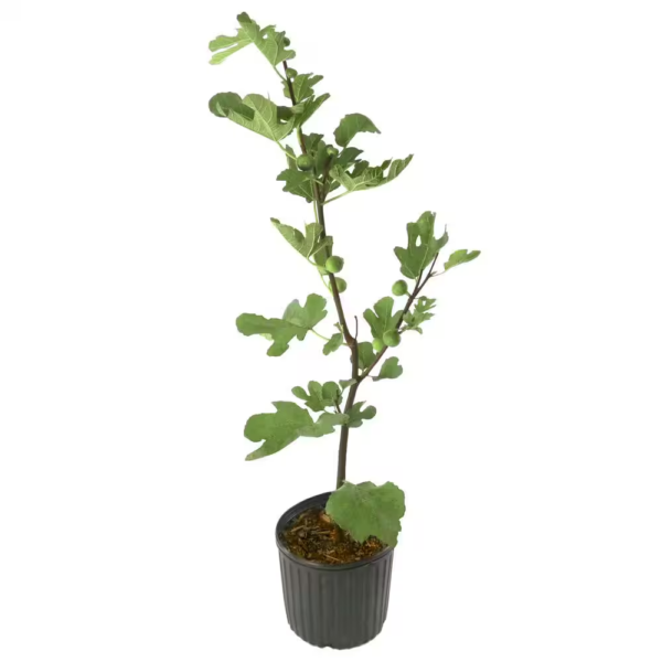 2.25 Gal. Celeste Fig Plant - Image 3