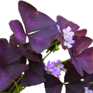 Oxalis Triangularis 'Purple Shamrocks' Plant Bulbs (20 Pack) - Dark Purple Foliage & Light Pink Flowering Blooms for Indoor or Outdoor Gardens