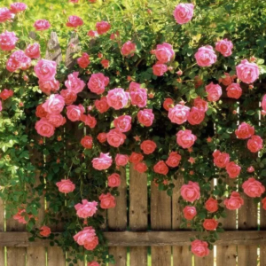 5 Pink Climbing Rose Flower Seeds, Fragrant Butterfly Attracting Blooms