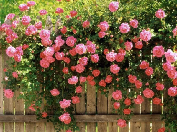 5 Pink Climbing Rose Flower Seeds, Fragrant Butterfly Attracting Blooms