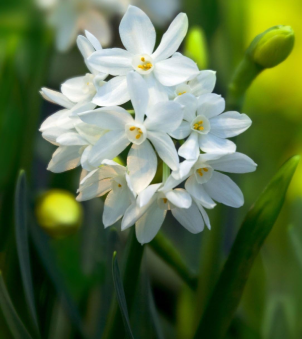 Narcissus Paperwhite 'Inball' Plant Bulbs (10 Pack) - Large Flower Bulbs for Indoor Forcing at Home, Fragrant Holiday Blooms - Image 2