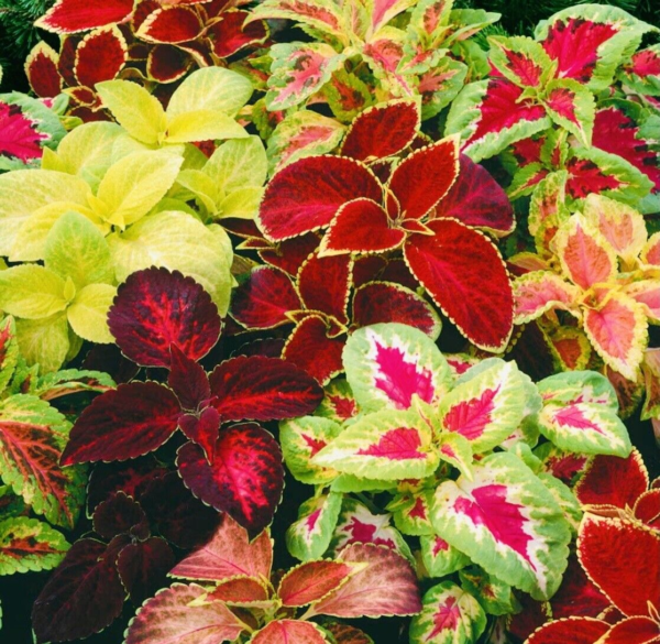 COLEUS RAINBOW MIX FLOWER SEEDS NON GMO FRESH HARVEST FREE SHIPPING - Image 2