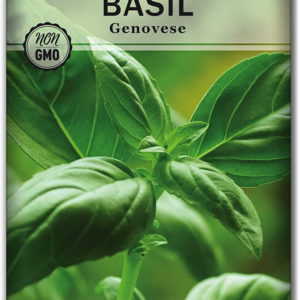 - Genovese Sweet Basil Seed for Planting - Non-Gmo Heirloom Packet with Instructions to Plant and Grow a Kitchen Herb Garden - Indoors or Outdoor - Great for Hydroponic Gardening (1)