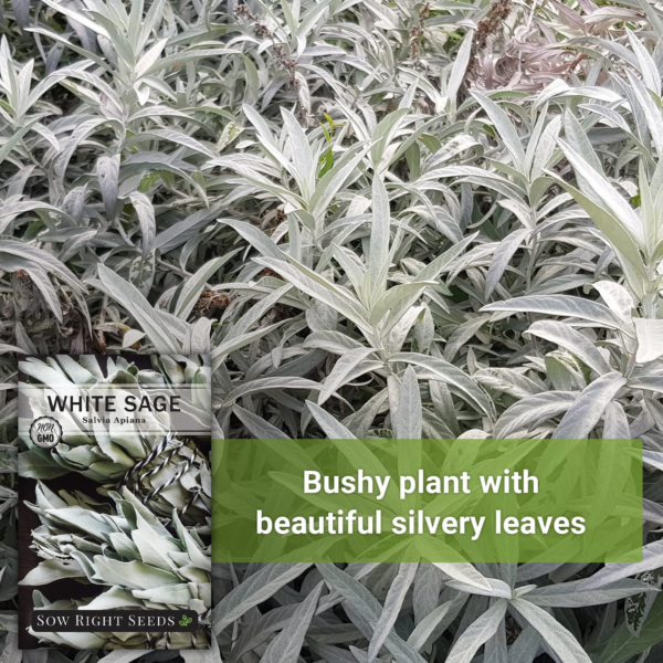 - White Sage Seed for Planting - Non-Gmo Heirloom Packet with Instructions for Planting and Growing a Home Herb Garden - Indoors or Outdoors - Make Your Own Herbal Incense (1) - Image 3