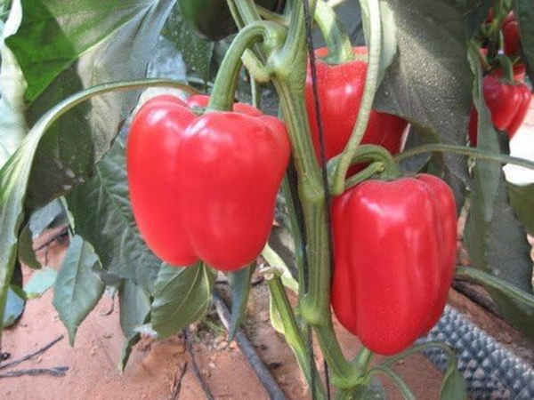 Pepper Sweet Big Red Great Heirloom Vegetable by  50 Seeds - Image 2