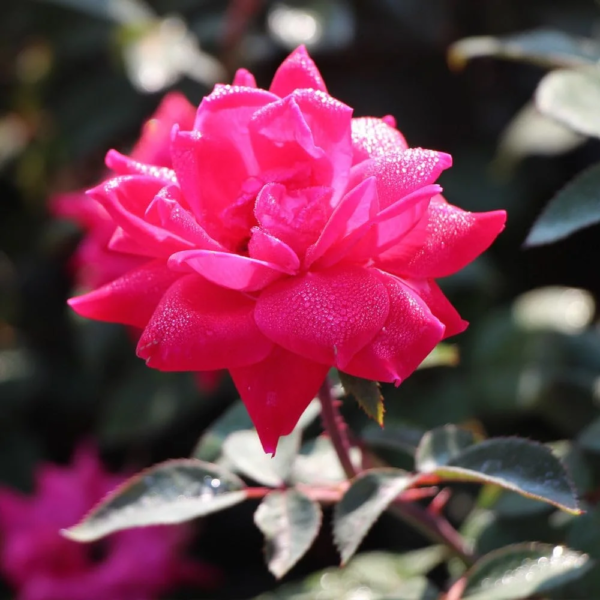 - Pink Knock Out Rose Tree, 2-3 Ft. - No Shipping to AZ - Image 3
