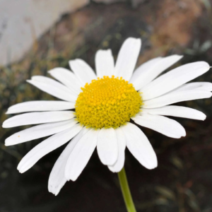 Shasta Daisy Flower Seeds - Snow Lady Variety - 500 Seeds - AAS Winner - Dwarf Flower Garden Plant - Perennial Daisies