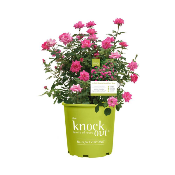 3 Gal. Pink Double  Live Rose Bush with Pink Flowers