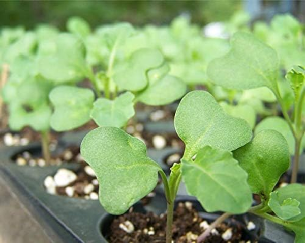Broccoli Seeds for Sprouting, 2 Pounds – Vegan, Kosher, Sirtfood, Bulk. Rich in Sulforaphane, Vitamin C, Vitamin A. Great for Growing Sprouts, Microgreens. High Germination Rate - Image 6