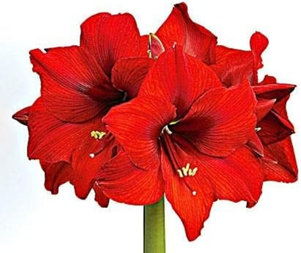 Large Dutch Red Amaryllis Bulb Potted in Brown Woven Basket (H103) - Image 5