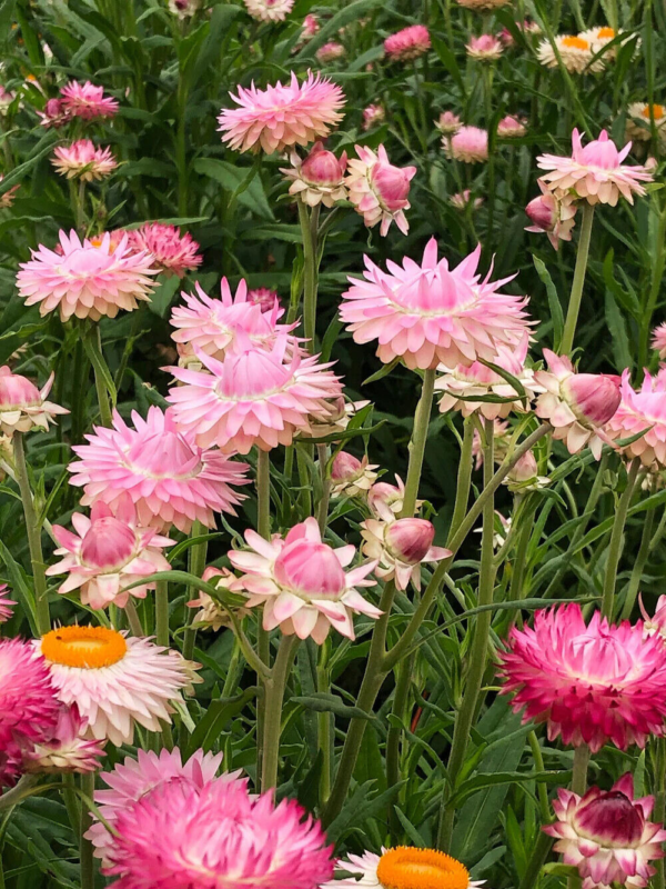 Flower Seeds - Non GMO -Variety Packs -Fresh -USA Grown Seeds - Image 107