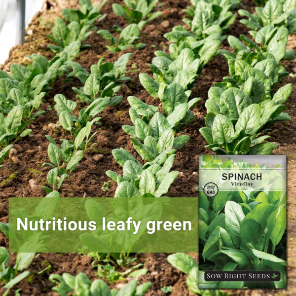 - Viroflay Spinach Seed for Planting - Non-Gmo Heirloom Packet with Instructions to Plant a Vegetable Garden - Grow Leafy Green Nutritious Superfood - Hydroponic Growing Friendly (1) - Image 3