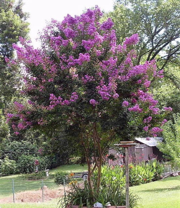 50 Crepe Myrtle/ Crape Myrtle Flower Seed - Image 8