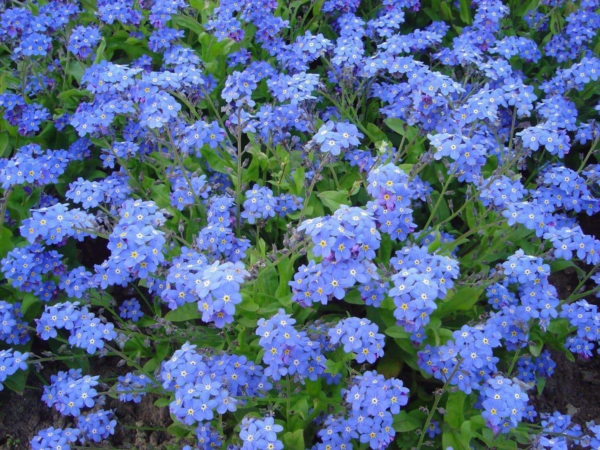 Flower Seeds - Non GMO -Variety Packs -Fresh -USA Grown Seeds - Image 49