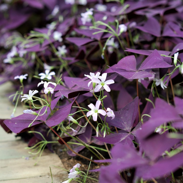Oxalis Shamrock 'Double Luck Collection' (40 Pack) Triangularis & Iron Cross Plant Bulbs for Gardening, Professionally Grown from - Image 3