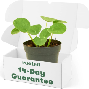 Chinese Money Plant, Pilea Peperomioides, Live, Live Indoor, Home Decor, Easy to Grow, Easy to Care, Outdoor Garden and Low Maintenance Houseplant (4")