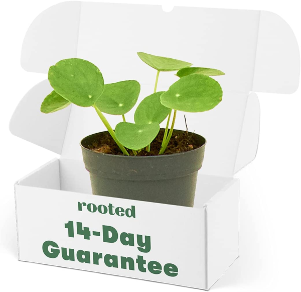 Chinese Money Plant, Pilea Peperomioides, Live, Live Indoor, Home Decor, Easy to Grow, Easy to Care, Outdoor Garden and Low Maintenance Houseplant (4")