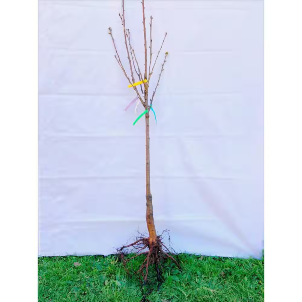 Double Cherry Twist Tree Bare Root - Image 2