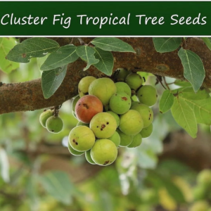 Tropical Fig Tree Seeds - Cluster Fig -20 Seeds - Bonsai or Standard- Rugged Bark Cluster Fig-See Listing Below- Ficus Racemosa