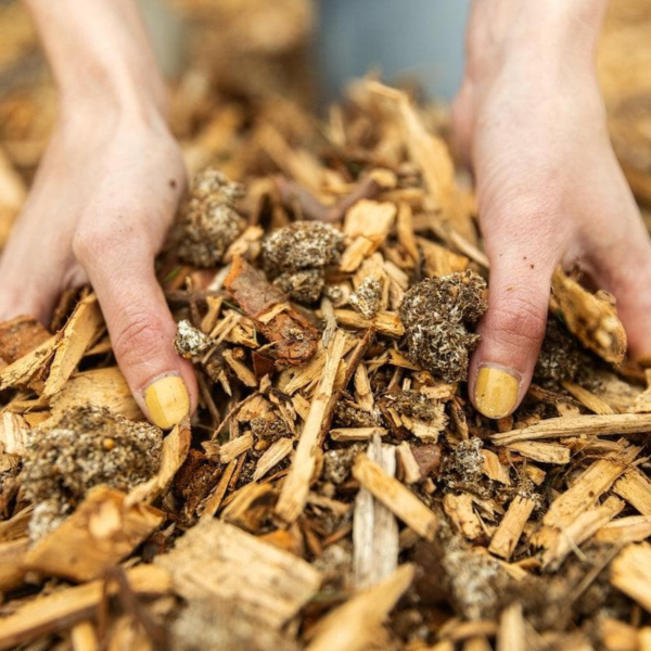 Organic Wine Cap Mushroom Sawdust Spawn - Image 4
