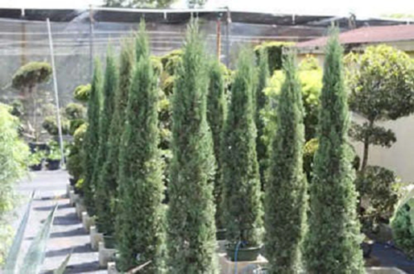 20 MEDITERRANEAN CYPRESS TREE Green Spire / Pencil Pine / Indian Cedar Cupressus Sempervirens Stricta Seeds - Image 8