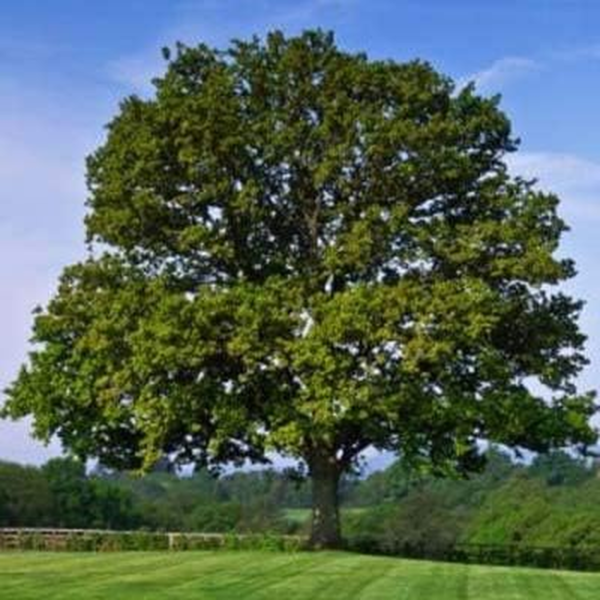 - Sawtooth Oak Tree, Beautiful Foliage with a Flowering Shape - No Shipping to AZ (4-5 Ft) - Image 4