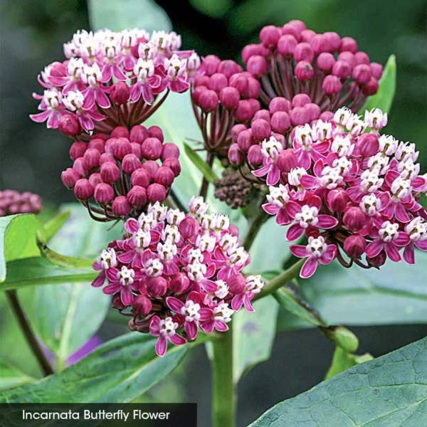Native Milkweed Selections - Image 2