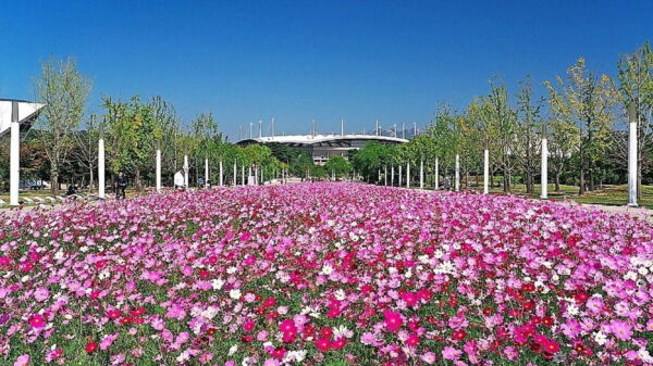 350 Cosmos Sensation Flower Seed, Attracts Bees and Butterflies - Image 7