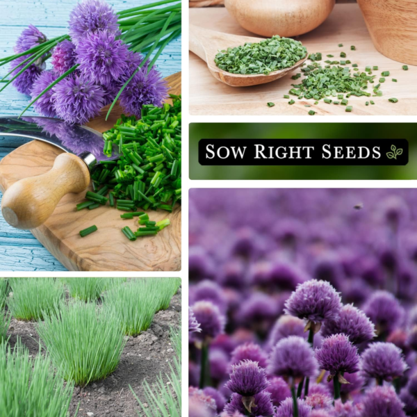 - Common Chives Seed for Planting - Non-Gmo Heirloom Packet with Instructions to Plant and Grow Kitchen Herb Garden Indoor or Outdoor - Mild Onion Flavor (1) - Image 4