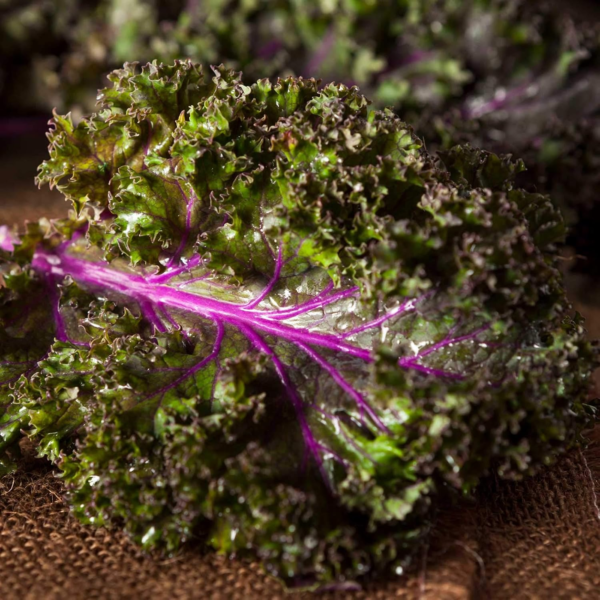 Red Russian Kale Garden Seeds - 2 Gram Packet - Non-Gmo, Heirloom Vegetable Gardening & Microgreens Seed - Image 3