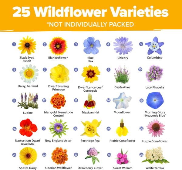 63,200+ Wildflower Seeds Bulk: (4Oz) Perennial Wild Flower Seeds for Planting - Butterfly Garden Seeds for Attracting Birds & Bees - 19 Variety - Image 8