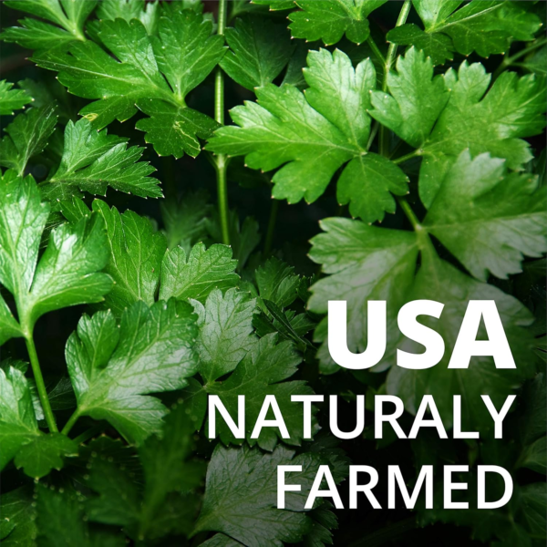 300+ Italian Flat Leaf Parsley Seeds for Indoor, Outdoor and Hydroponic Planting, Non GMO Heirloom Seeds for Home Garden - 1 Pack - Image 4