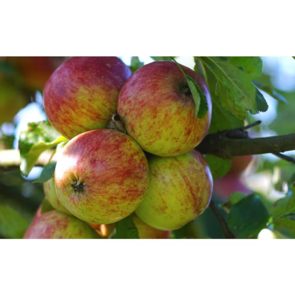 3-In-1 Apple Jubilee Tree Bare Root - Image 6