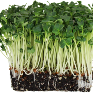 Organic Daikon Radish Sprouting Seeds - 1 Lb Seed Pouch - Non-Gmo, Heirloom Garden, Sprout and Microgreen Growing Seed