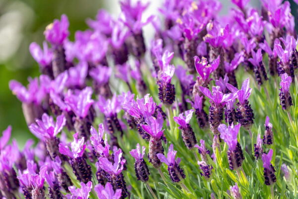 Seedville 100 French Lavender Plant Seed, Drought Tolerant - Image 4