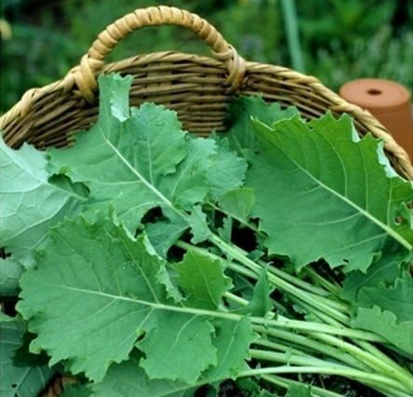 Kale Premier Great Heirloom Vegetable Seeds Bulk 1 Lb Seeds - Image 2