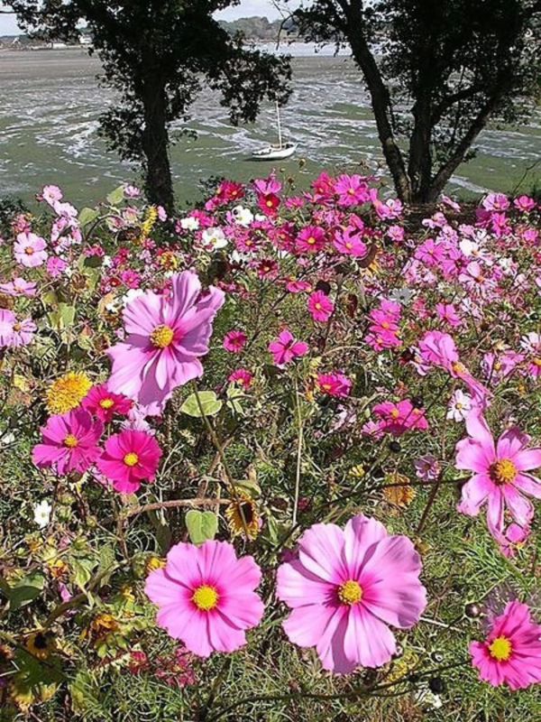 350 Cosmos Sensation Flower Seed, Attracts Bees and Butterflies - Image 3
