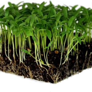 Slow Bolt Cilantro Herb Garden Seeds - 1 Oz ~2,500 Seeds - Non-Gmo Heirloom Slow Bolt Cilantro Herb Seeds (Coriander) - Outdoor Garden, Indoor Gardens, Countertop Microgreens, Organic Micro Greens Kit